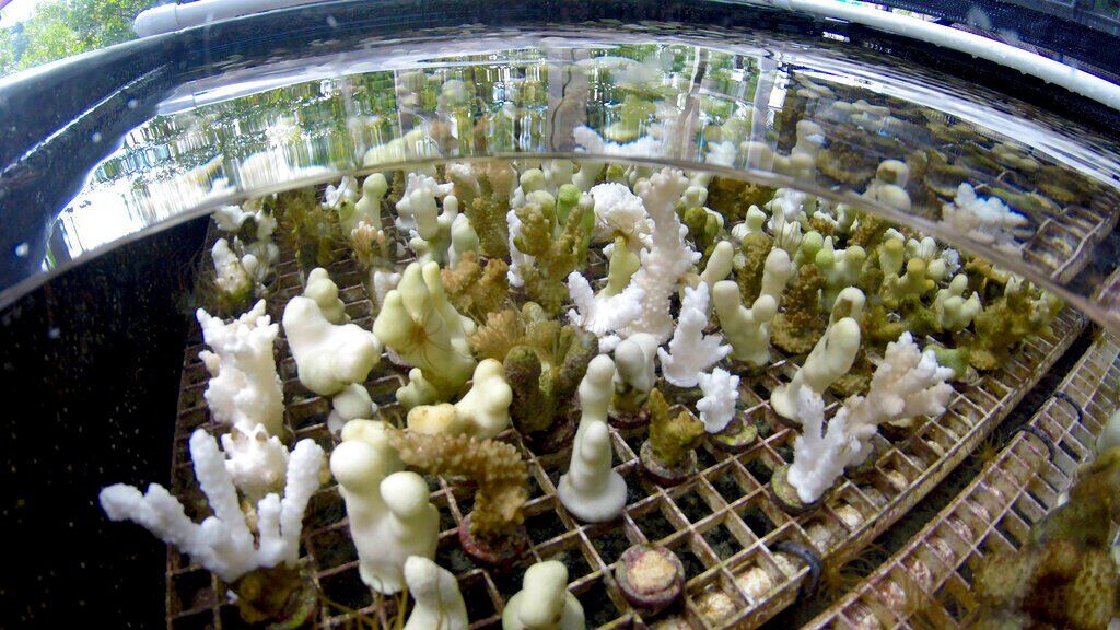 Climate-Super Coral Evolution